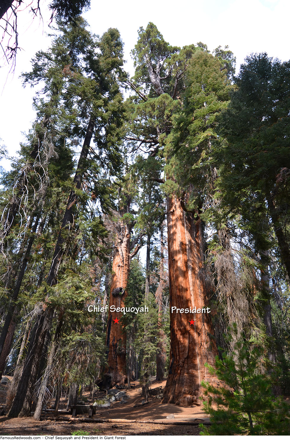 Giant Forest - President Tree
