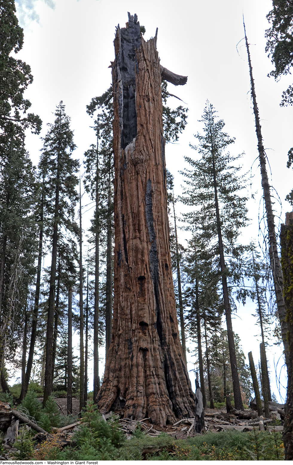 Giant Forest - Washington Tree