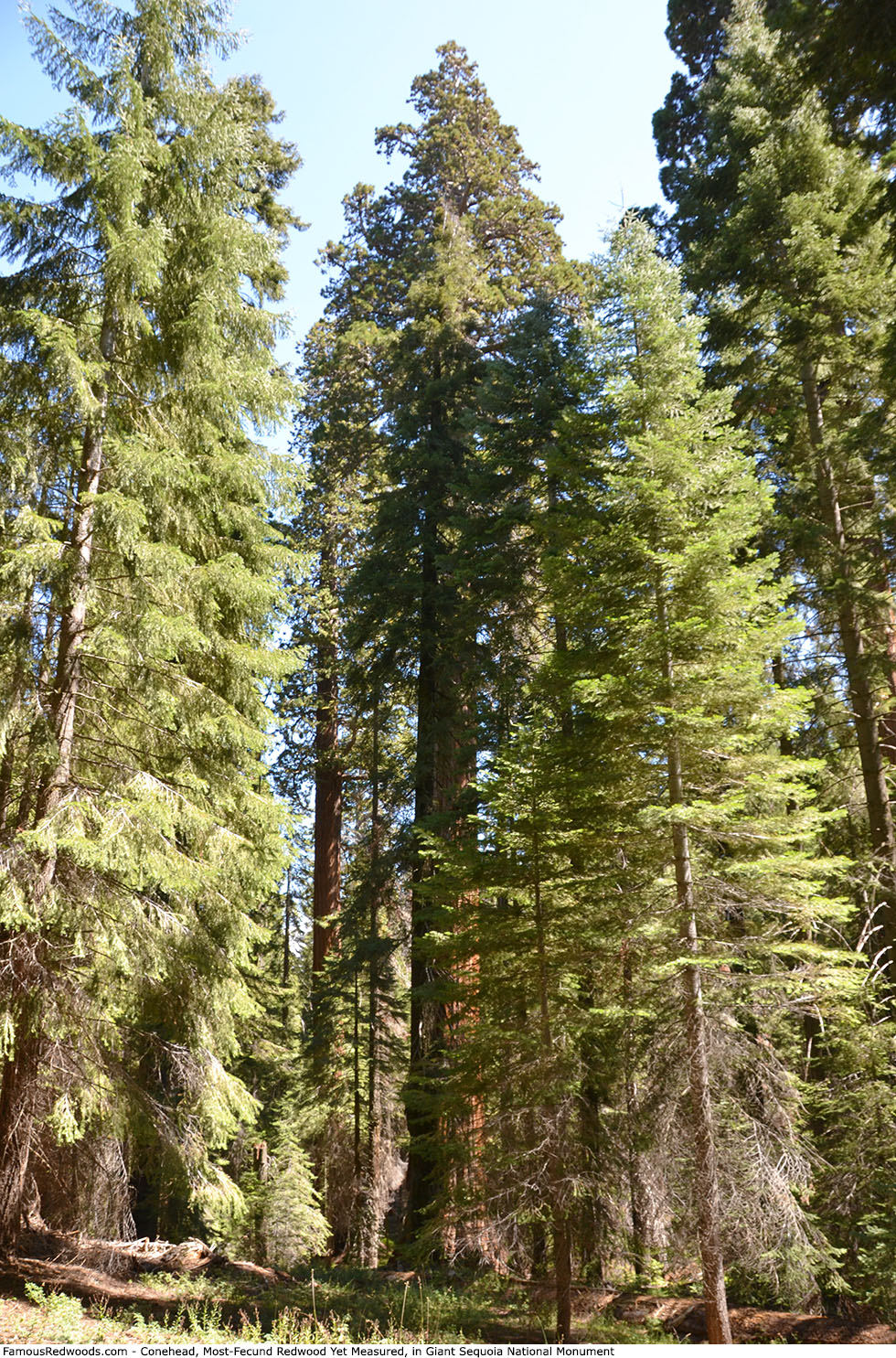 Giant Sequoia National Monument - Conehead Tree