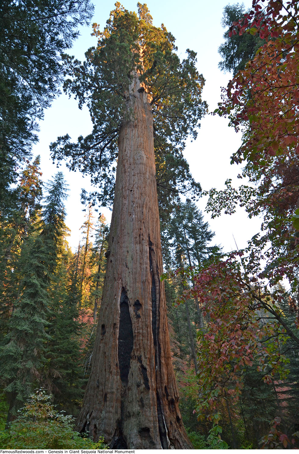 Giant Sequoia National Monument - Genesis Tree