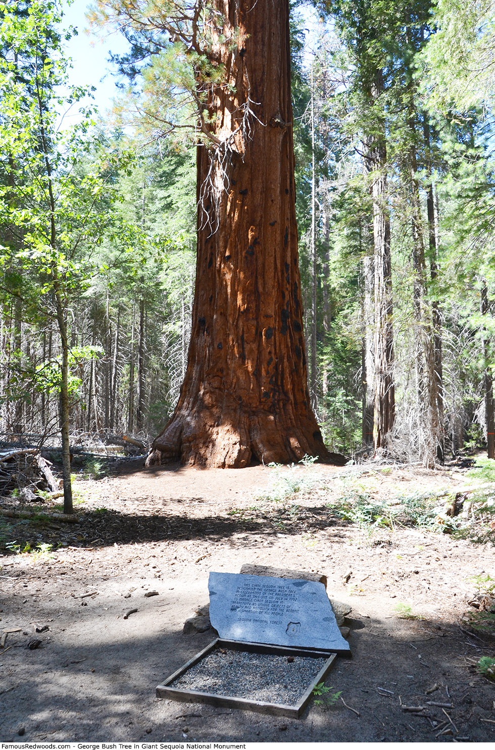 Giant Sequoia National Monument - George Bush Tree