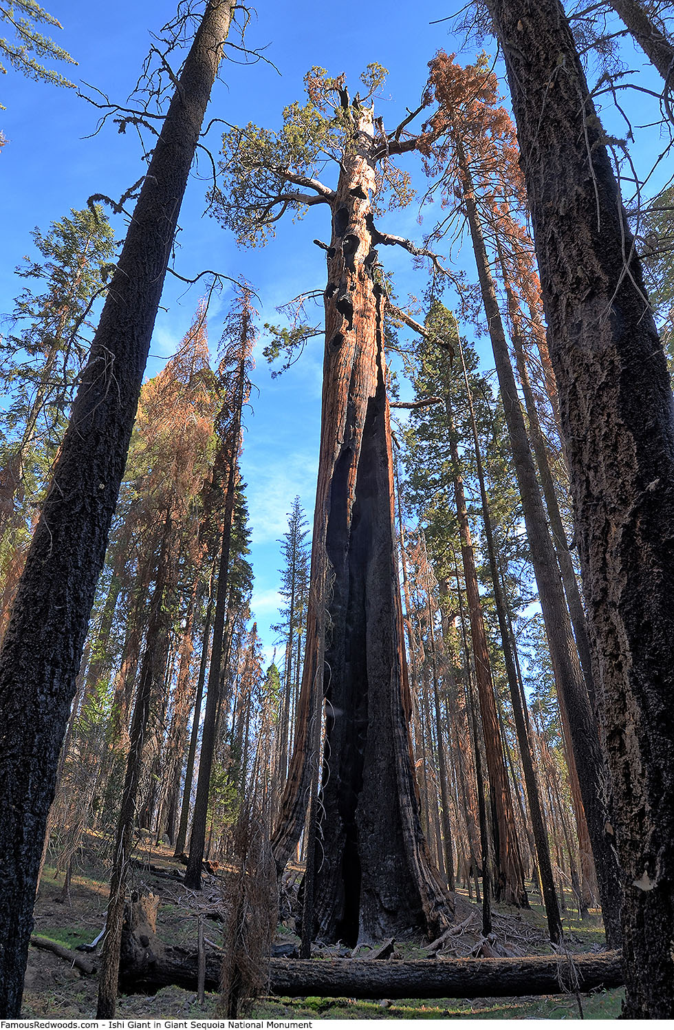 Giant Sequoia National Monument - Ishi Giant Tree