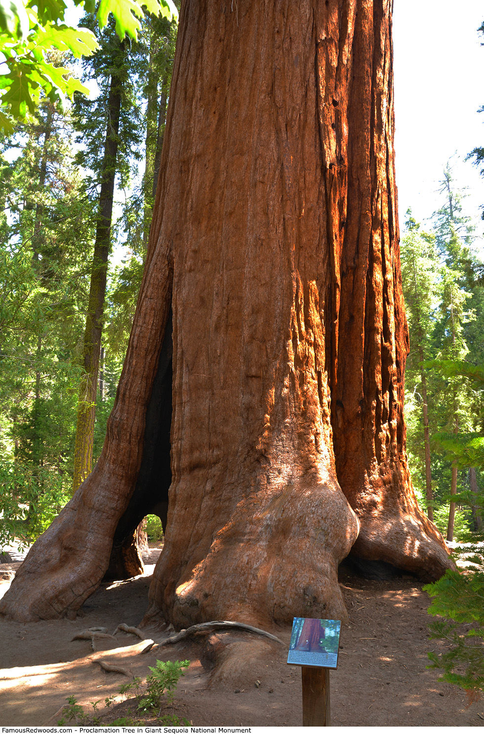 Giant Sequoia National Monument - Proclamation Tree
