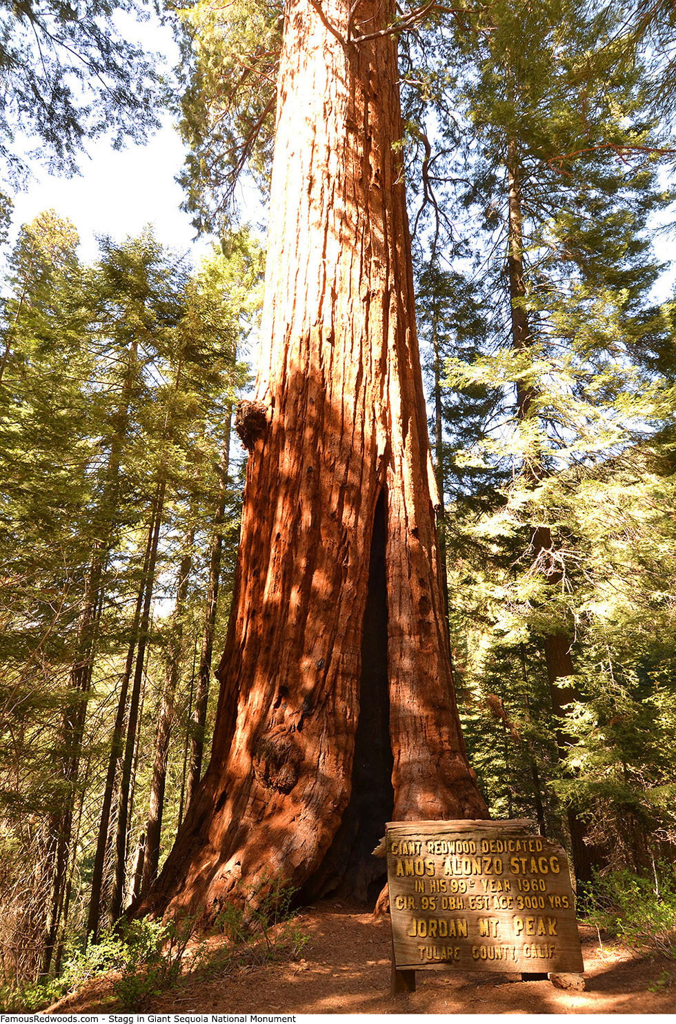 Giant Sequoia National Monument - Stagg Tree