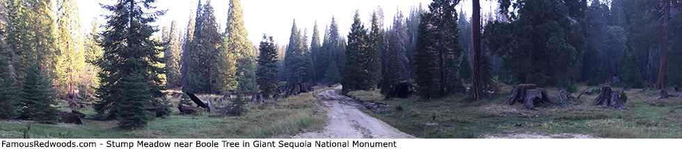 Giant Sequoia National Monument - Stump Meadow