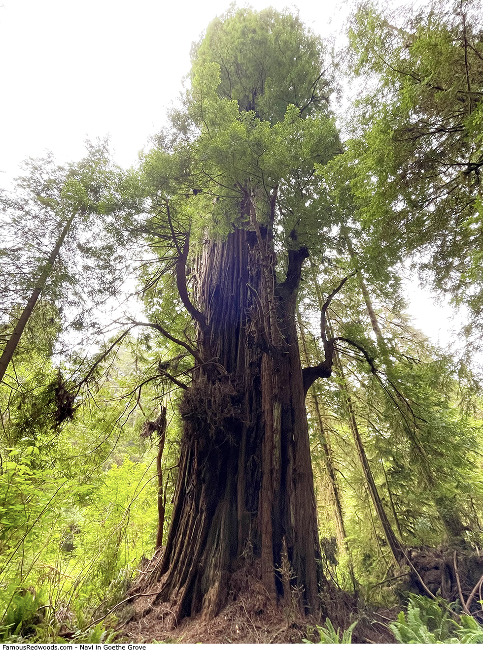 Goethe Grove - Navi Tree