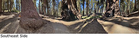 Gothic Arch Tree