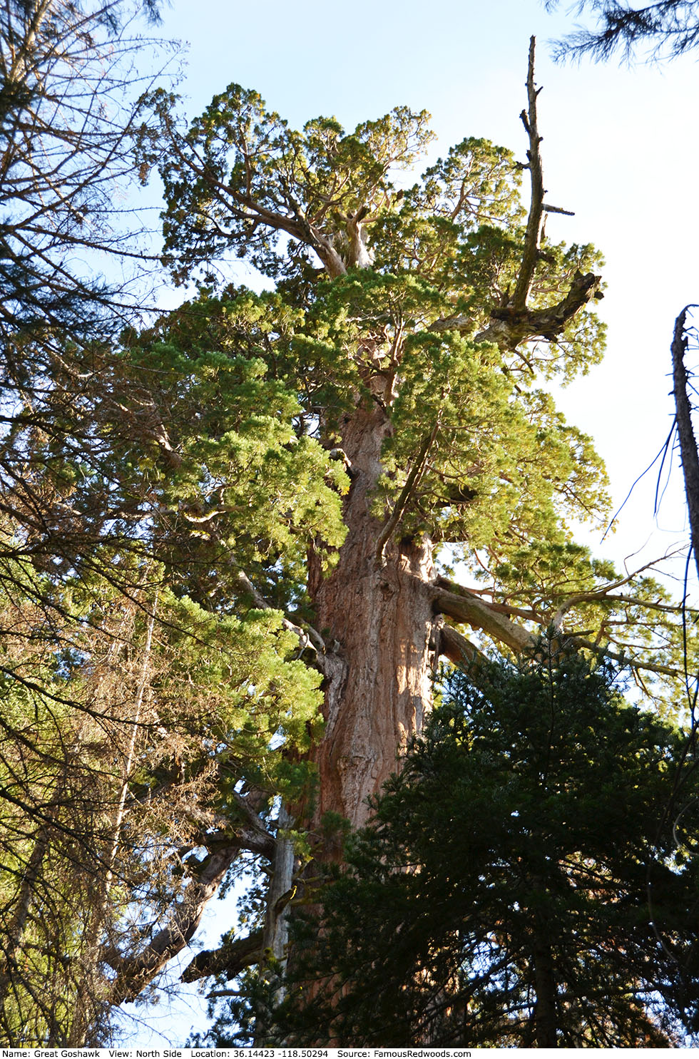 Great Goshawk Tree