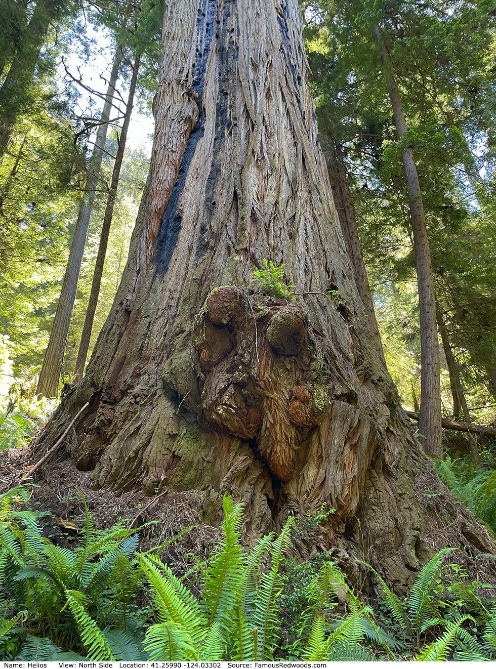 Helios Tree