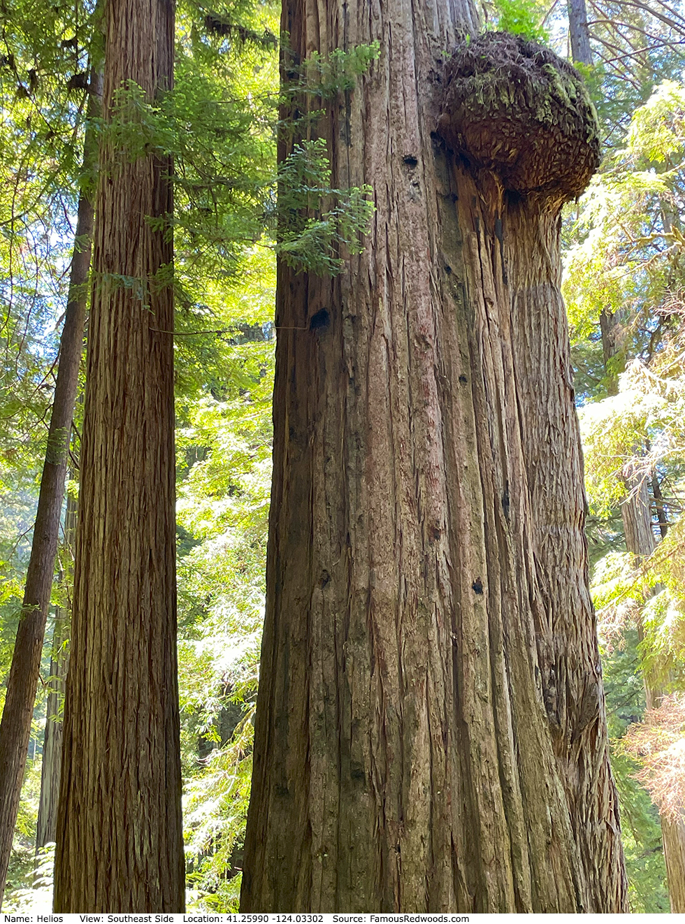 Helios Tree