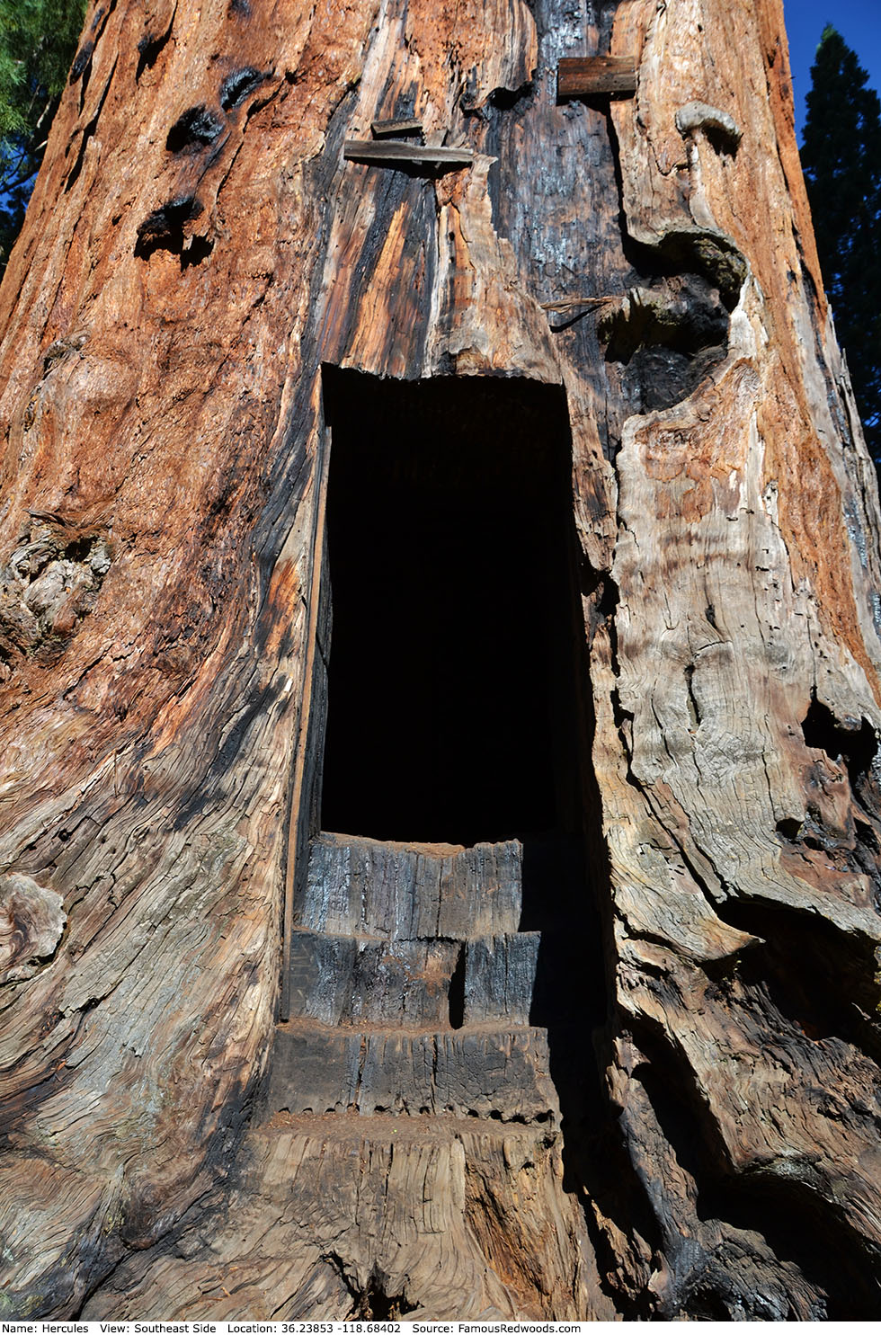 Hercules Tree Famous Redwoods