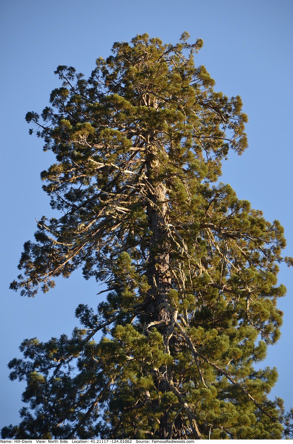Hill-Davis Tree