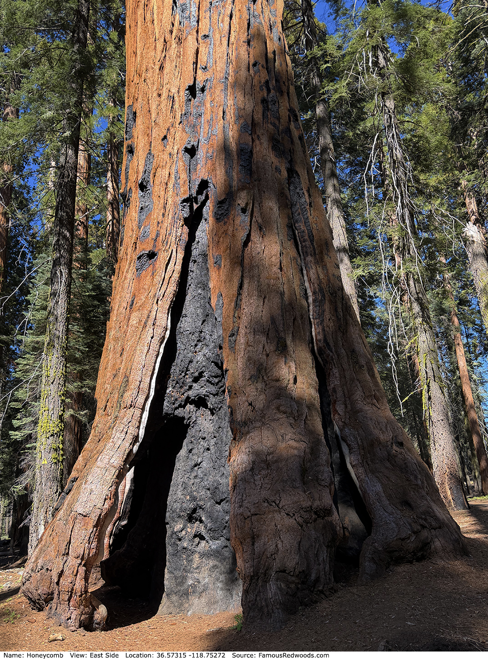 Honeycomb Tree