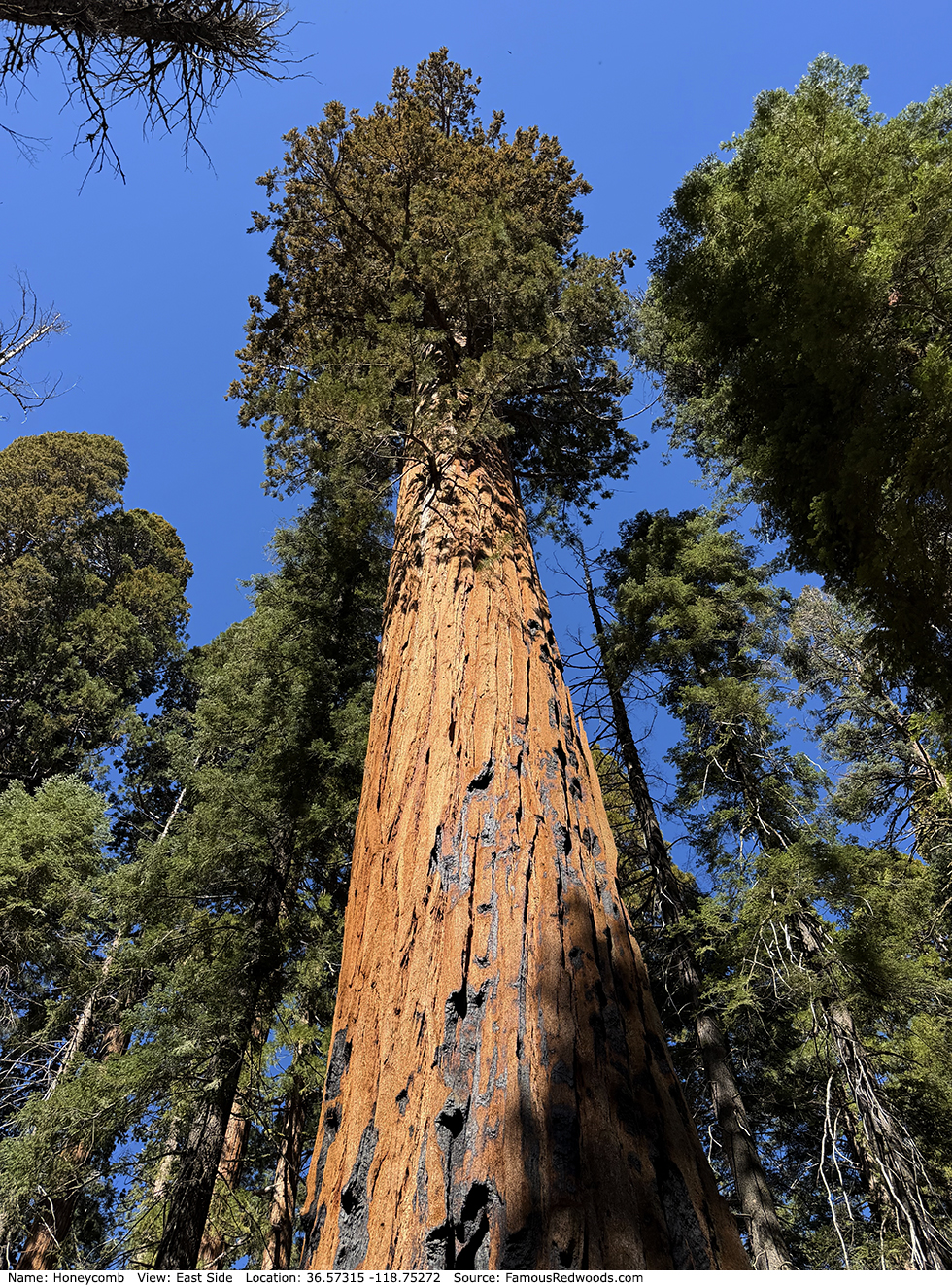 Honeycomb Tree