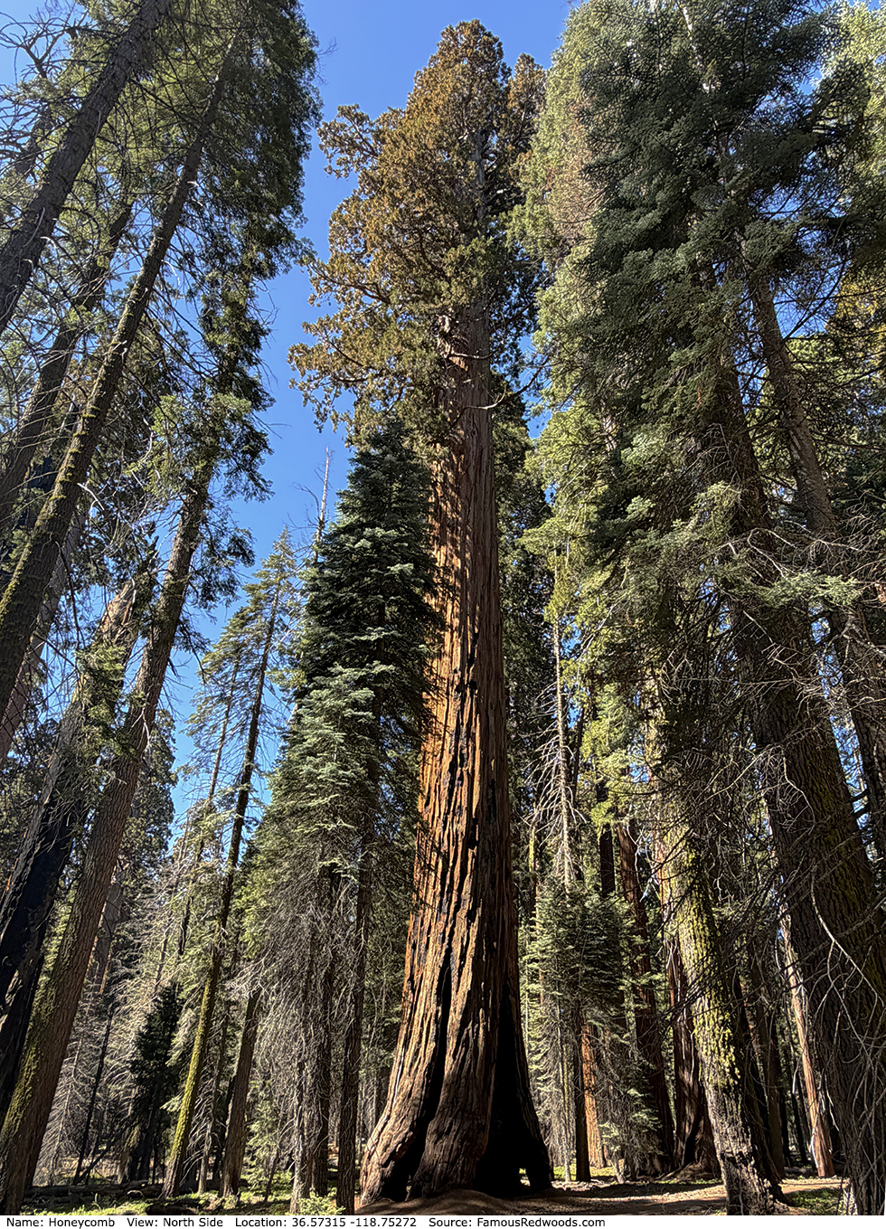 Honeycomb Tree