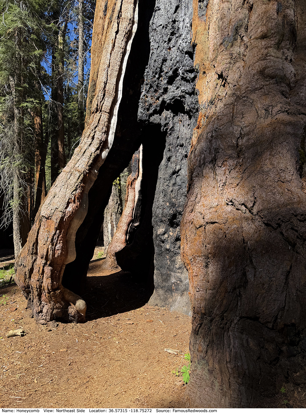 Honeycomb Tree