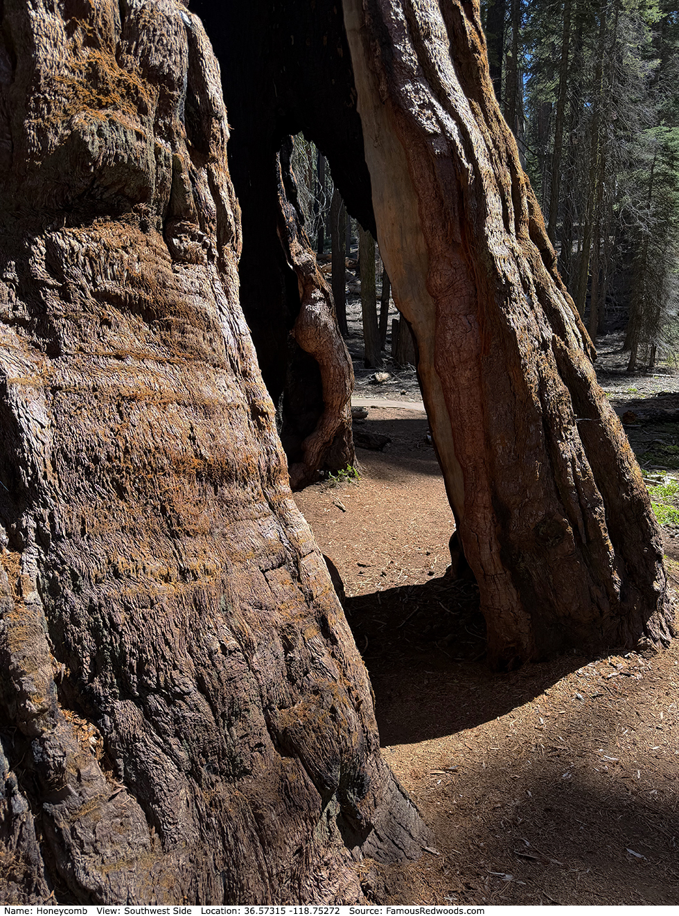 Honeycomb Tree