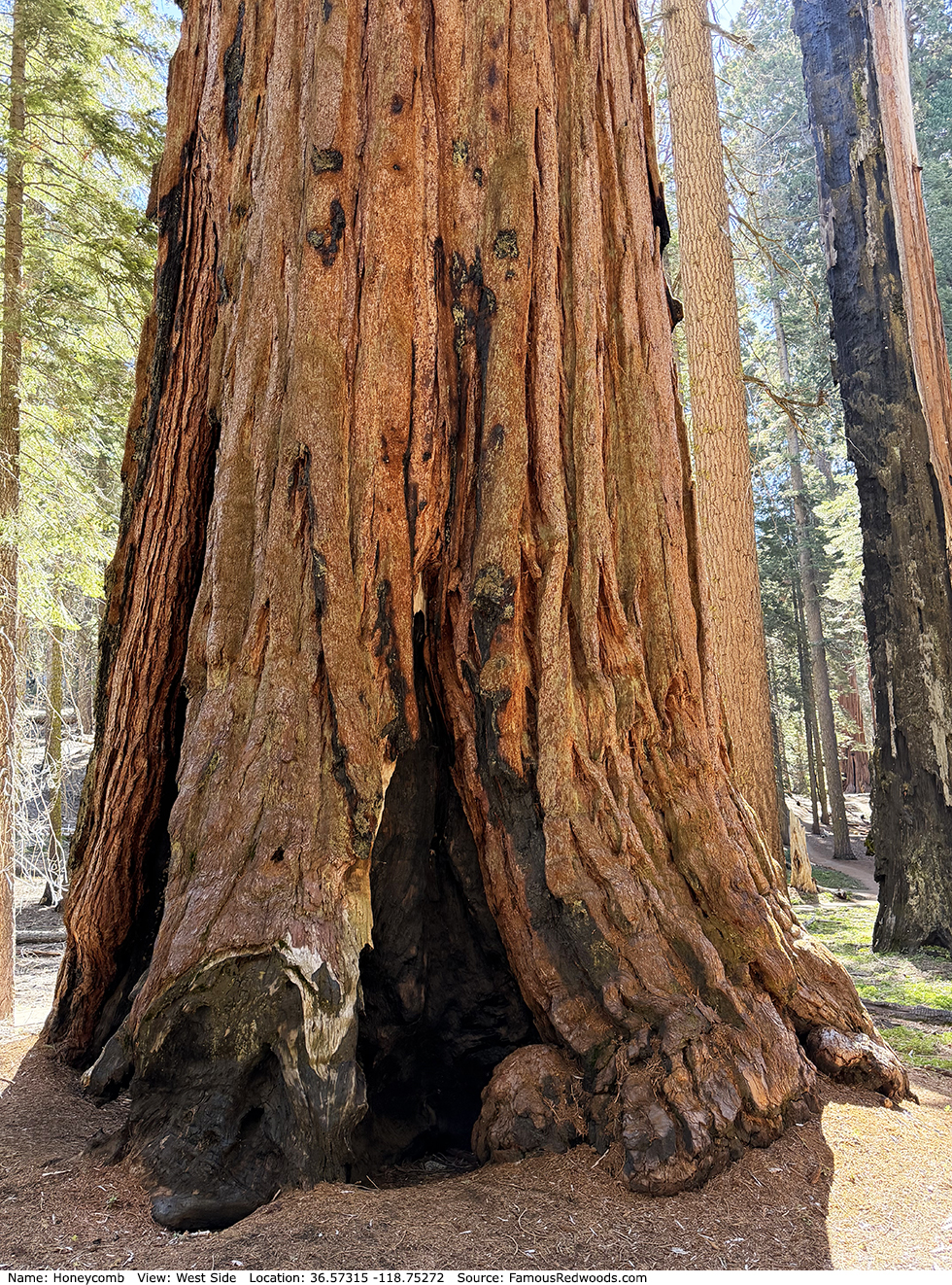 Honeycomb Tree