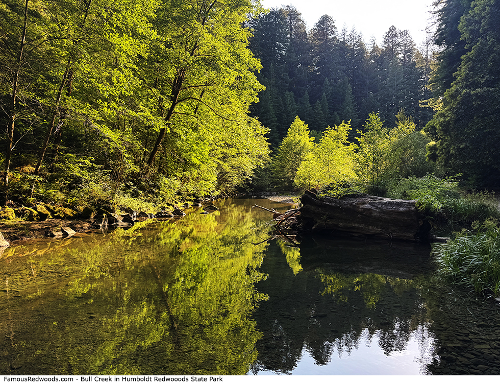 Humboldt Redwoods State Park - Bull Creek