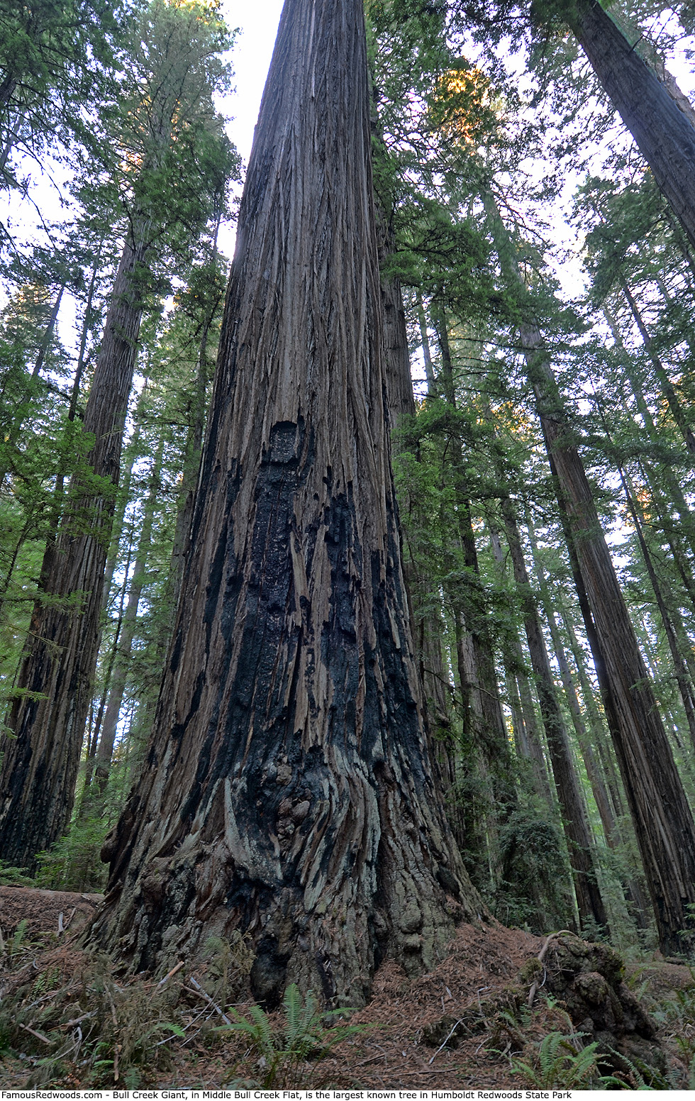Humboldt Redwoods State Park - Bull Creek Giant Tree