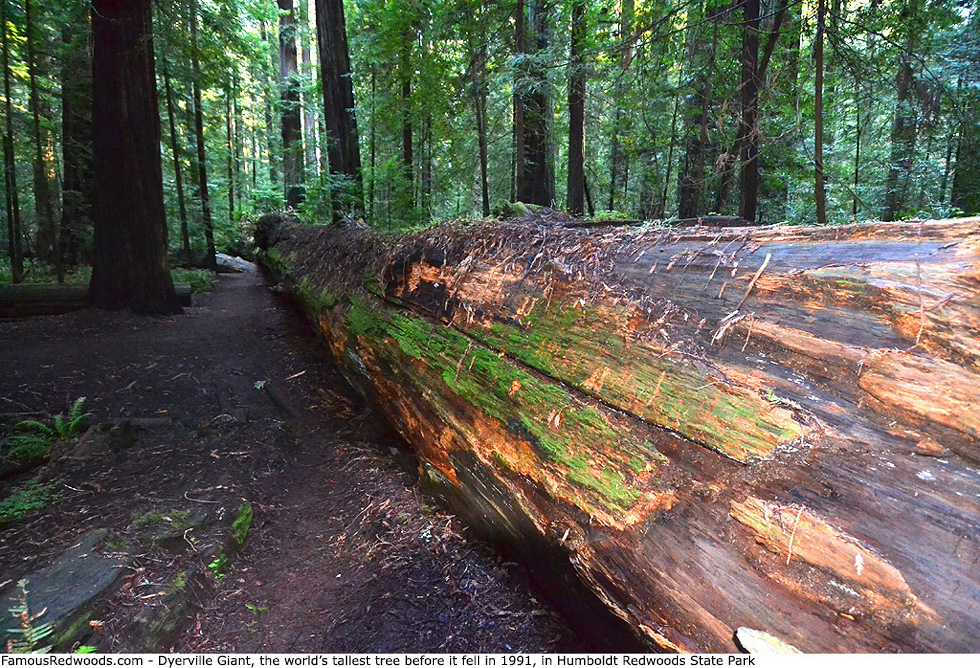 Humboldt Redwoods State Park - Dyerville Giant Tree