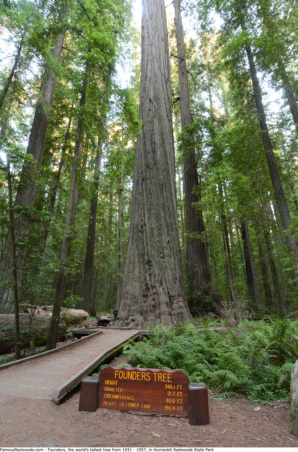 Humboldt Redwoods State Park - Founders Tree