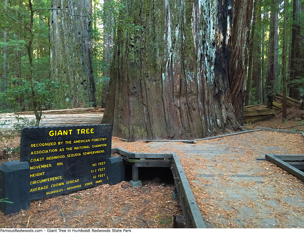 Humboldt Redwoods State Park - Giant Tree
