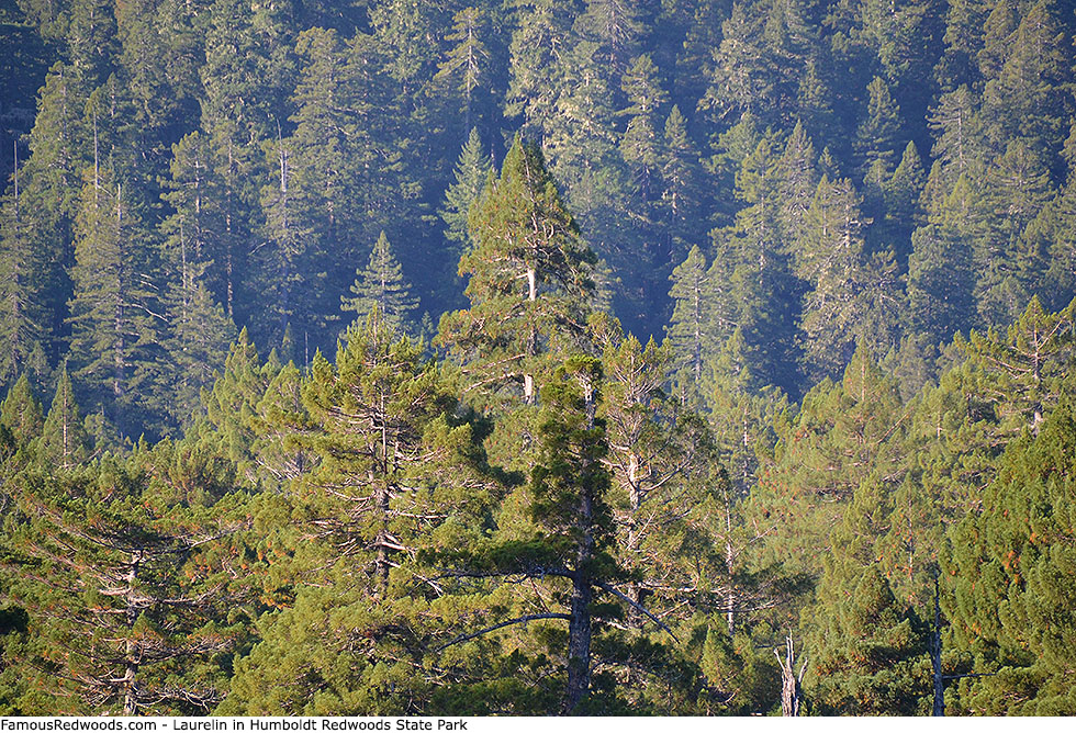 Humboldt Redwoods State Park - Laurelin Tree
