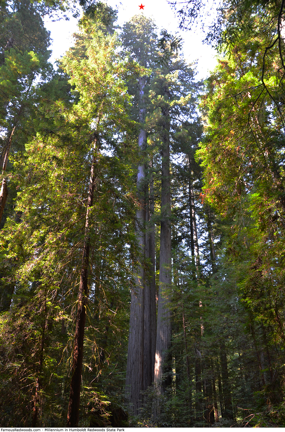 Humboldt Redwoods State Park - Millennium Tree