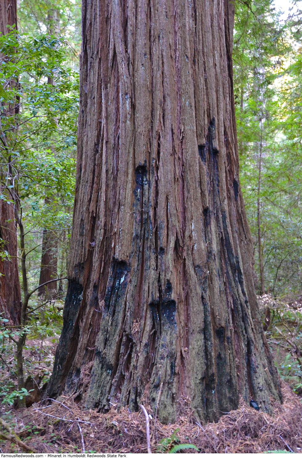 Humboldt Redwoods State Park - Minaret Tree