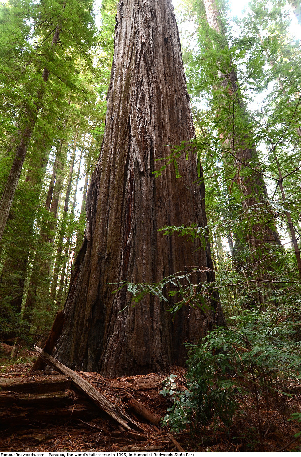 Humboldt Redwoods State Park - Paradox Tree