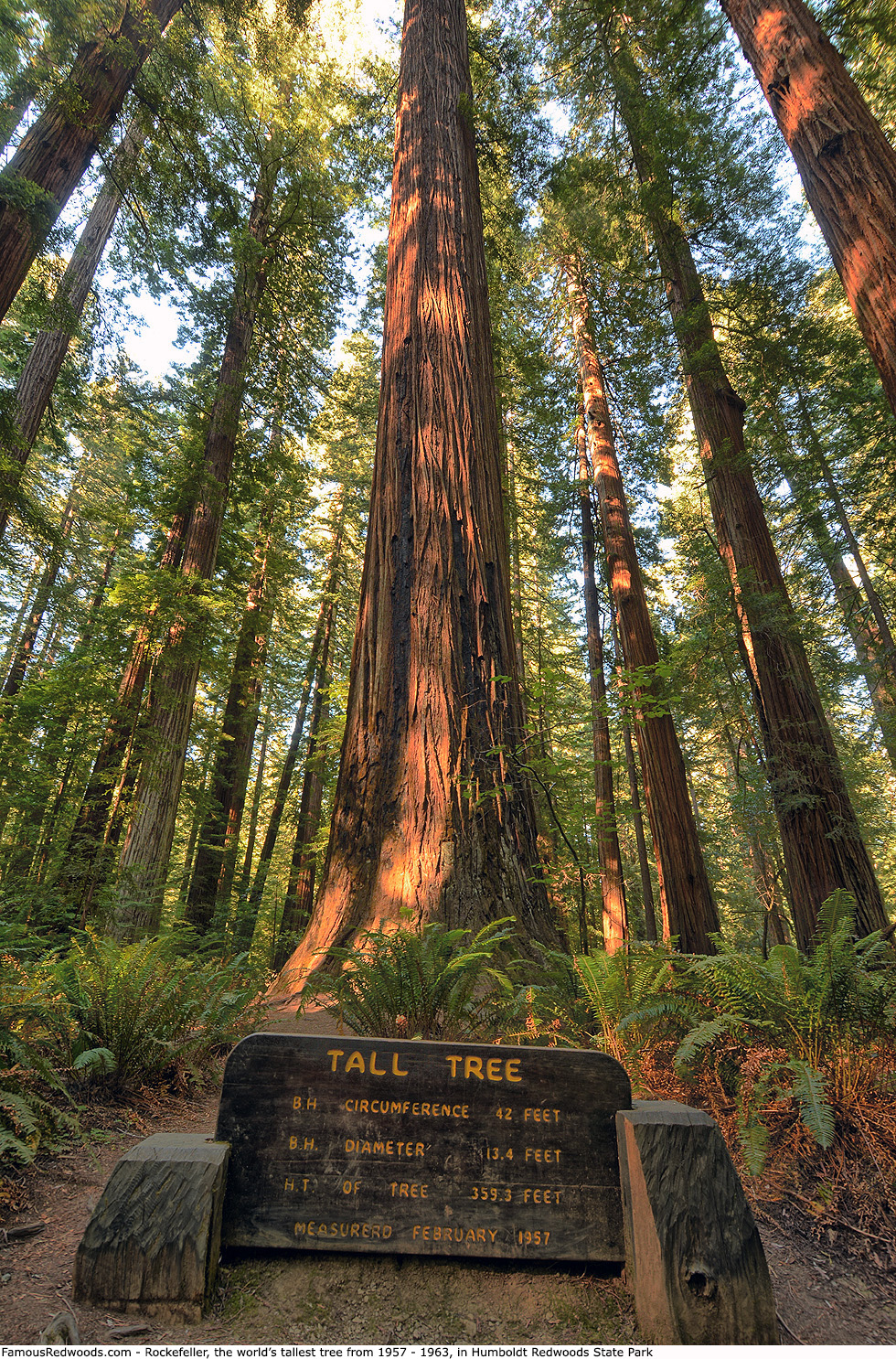 Humboldt Redwoods State Park - Rockefeller Tree