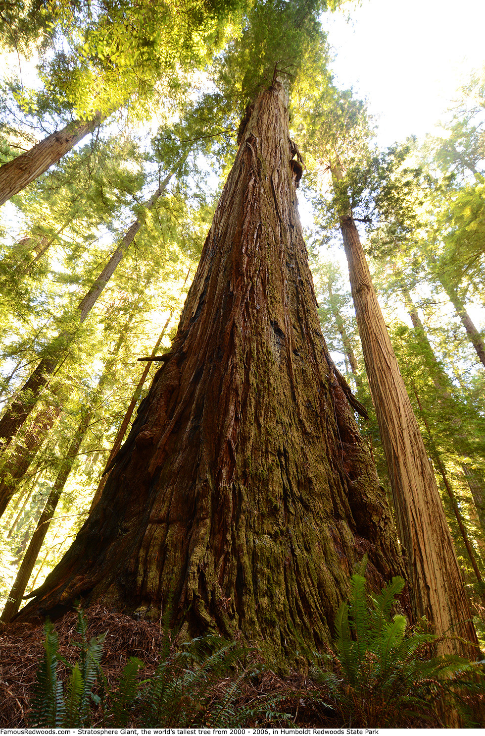 Humboldt Redwoods State Park - Stratosphere Giant Tree