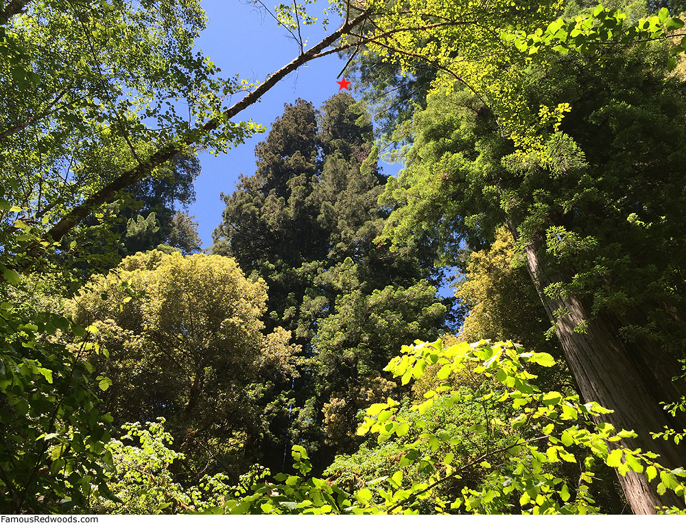 Hyperion Tree Famous Redwoods