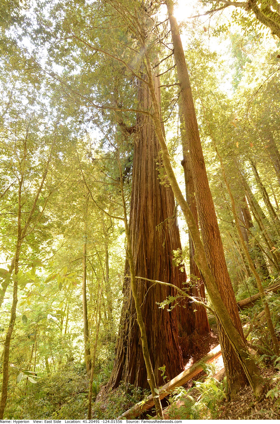 hyperion tallest redwood tree living