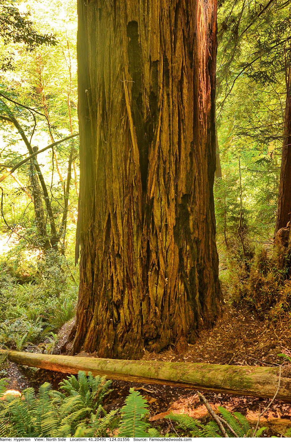 hyperion tallest redwood tree living