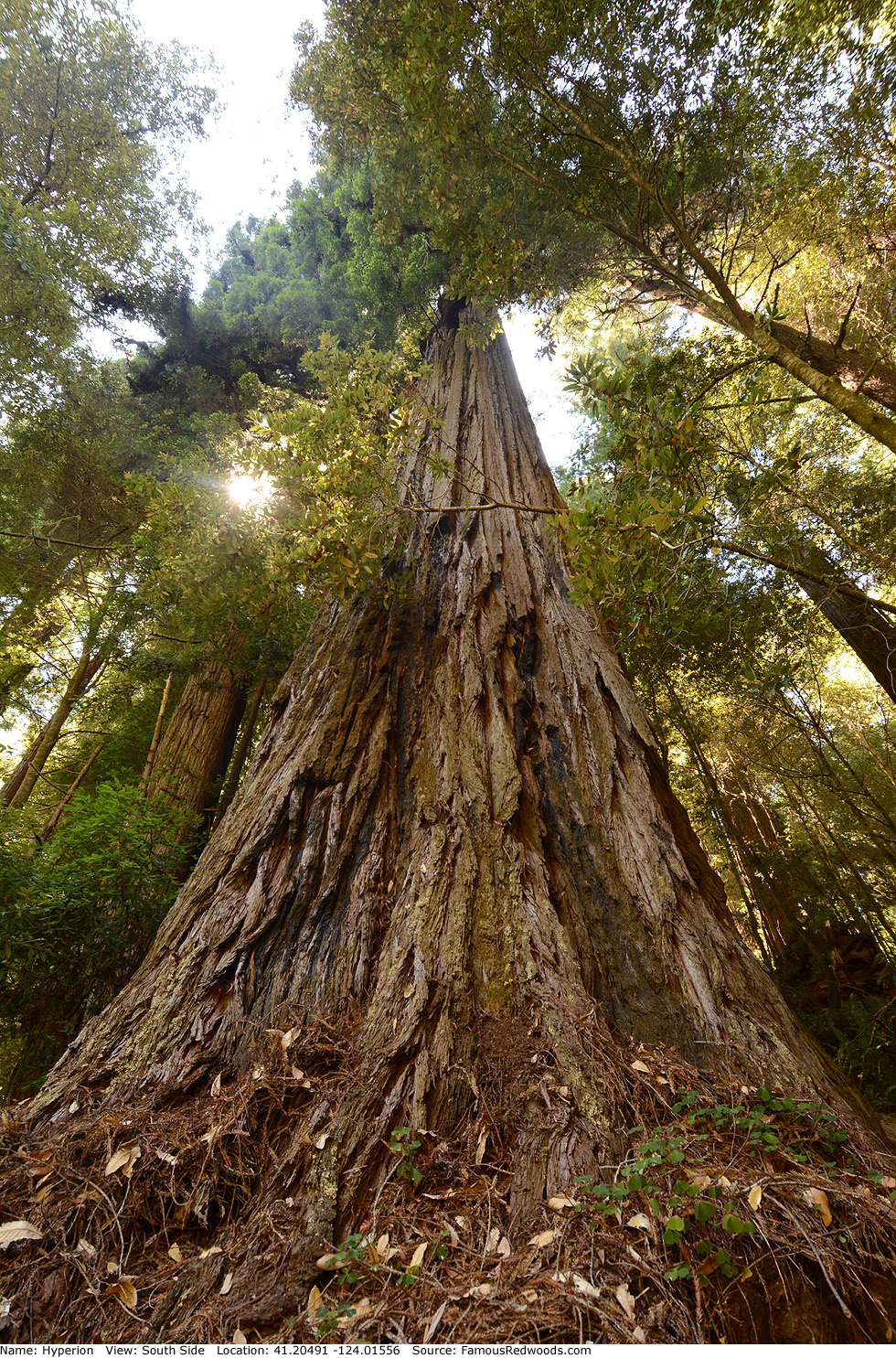 hyperion-tree-famous-redwoods