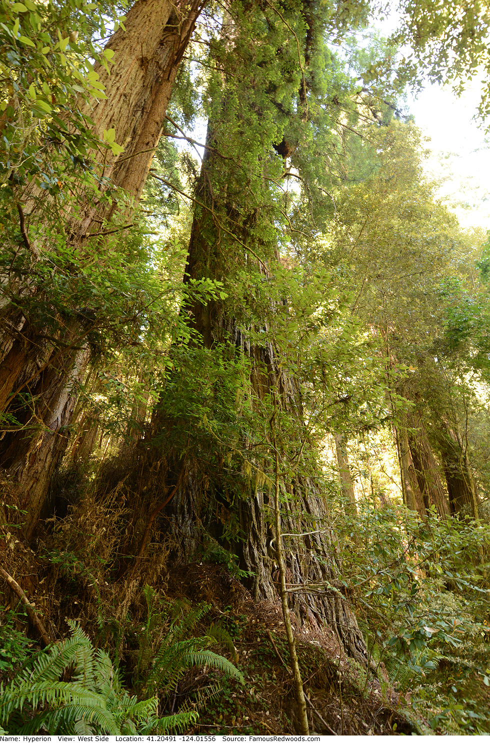 hyperion tallest redwood tree living