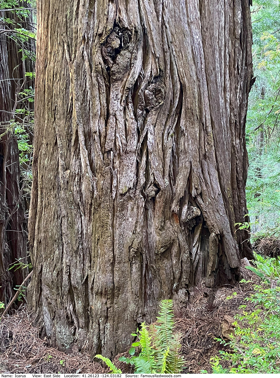 Icarus Tree