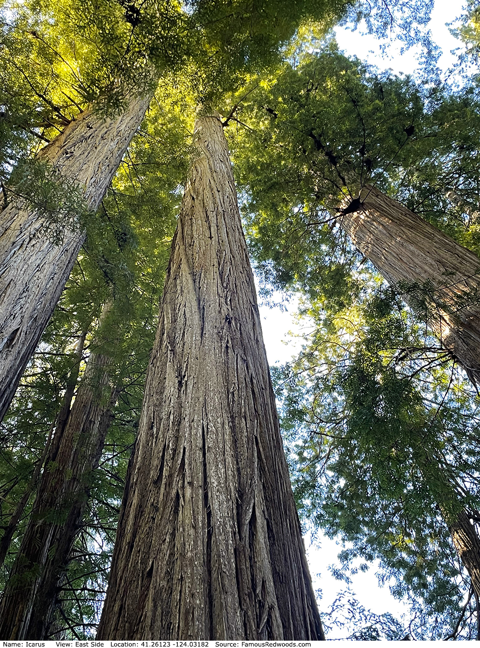 Icarus Tree