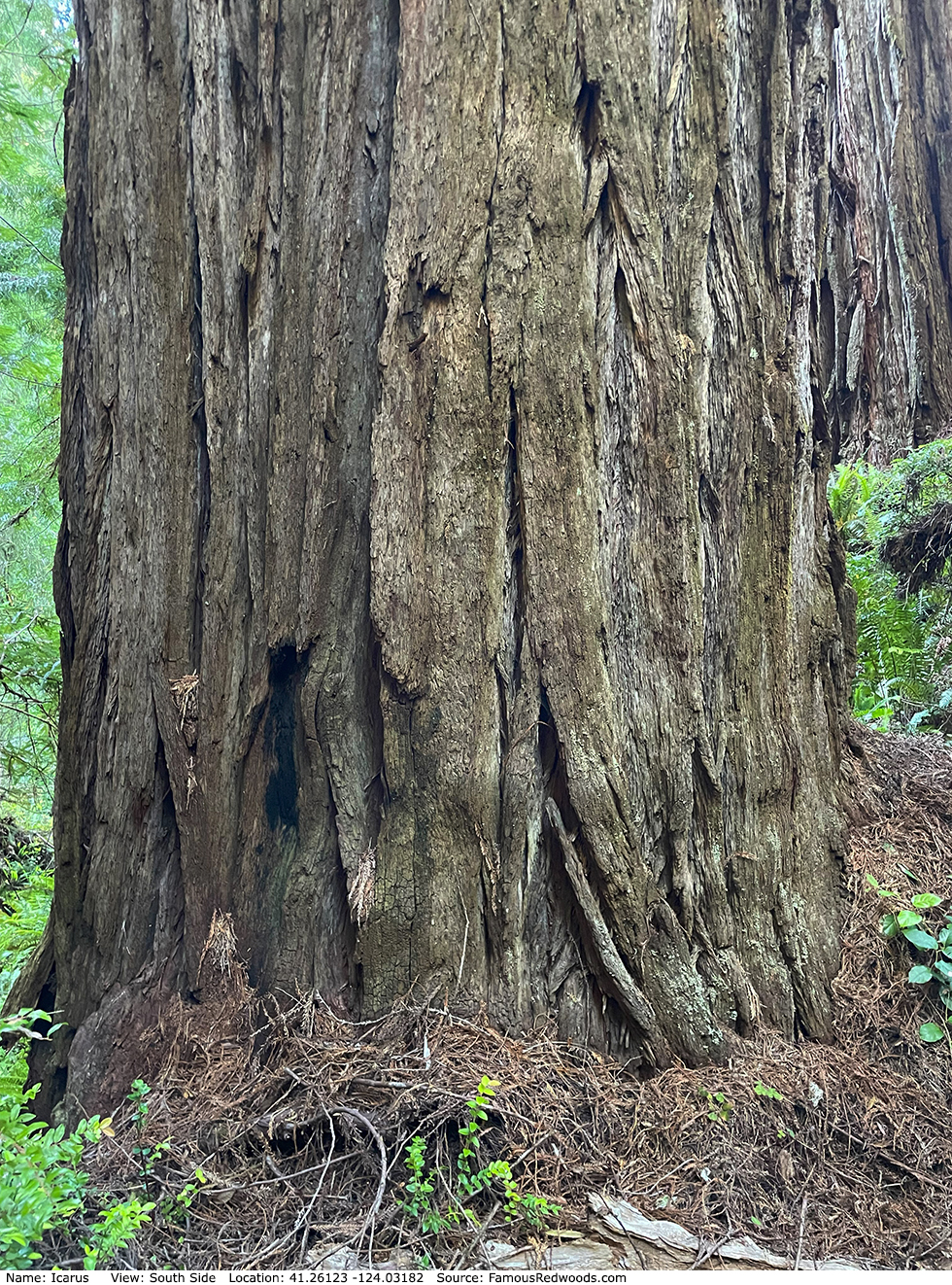 Icarus Tree