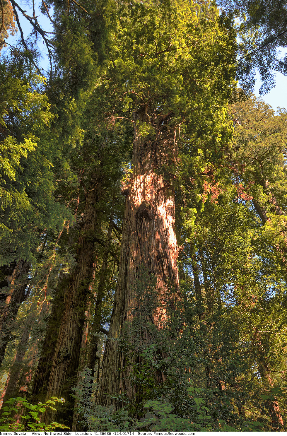 Iluvatar Tree