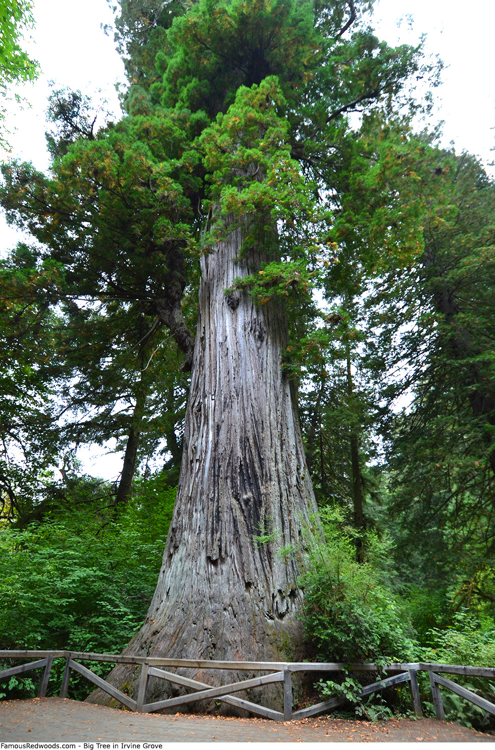 Irvine Grove - Big Tree Tree