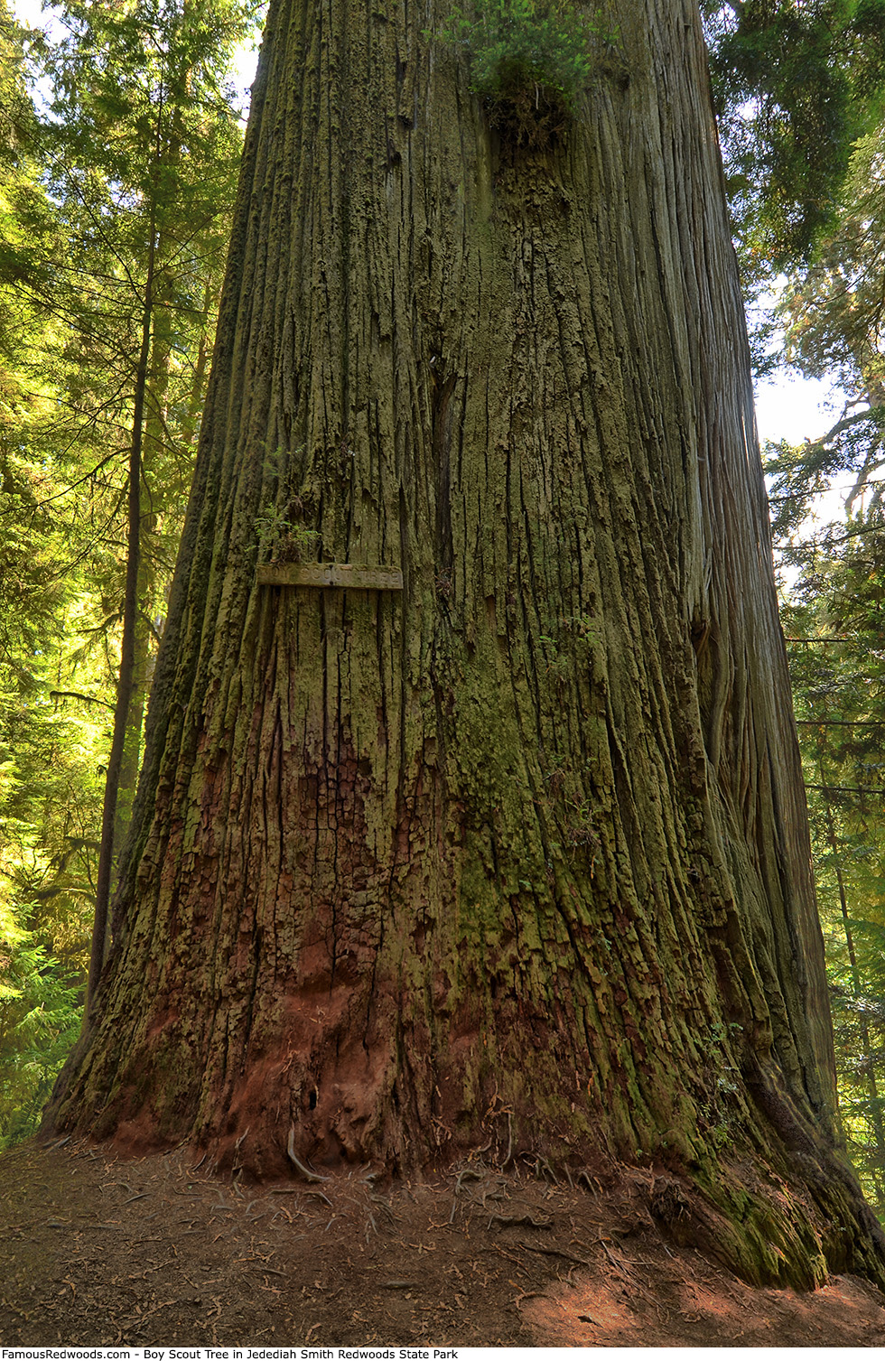 Jedediah Smith Redwoods State Park - Boy Scout Tree