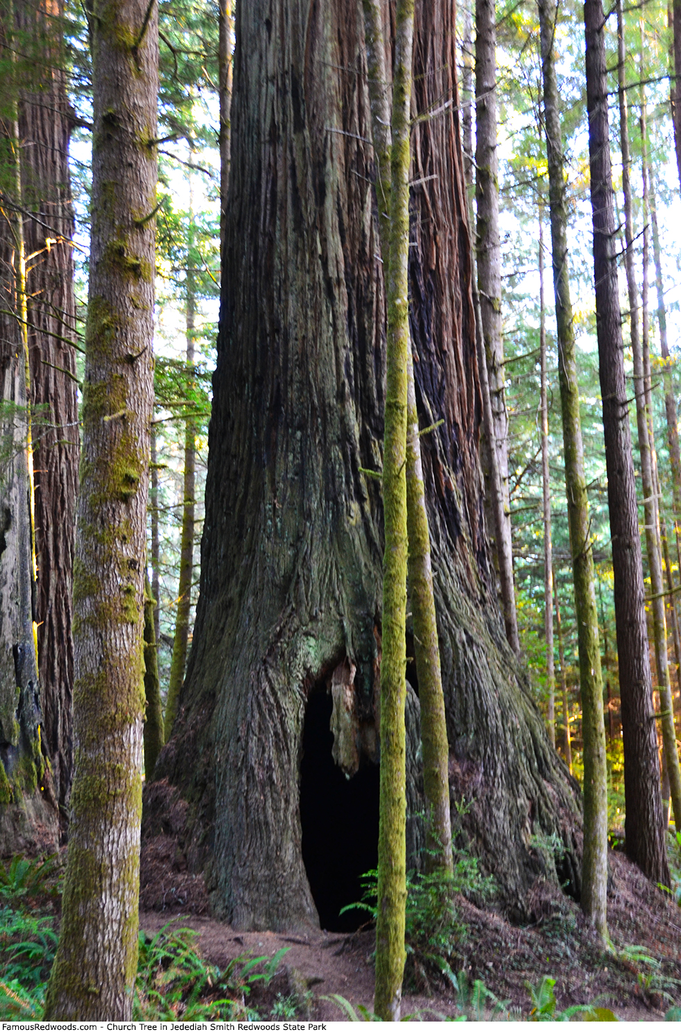 Jedediah Smith Redwoods State Park - Church Tree