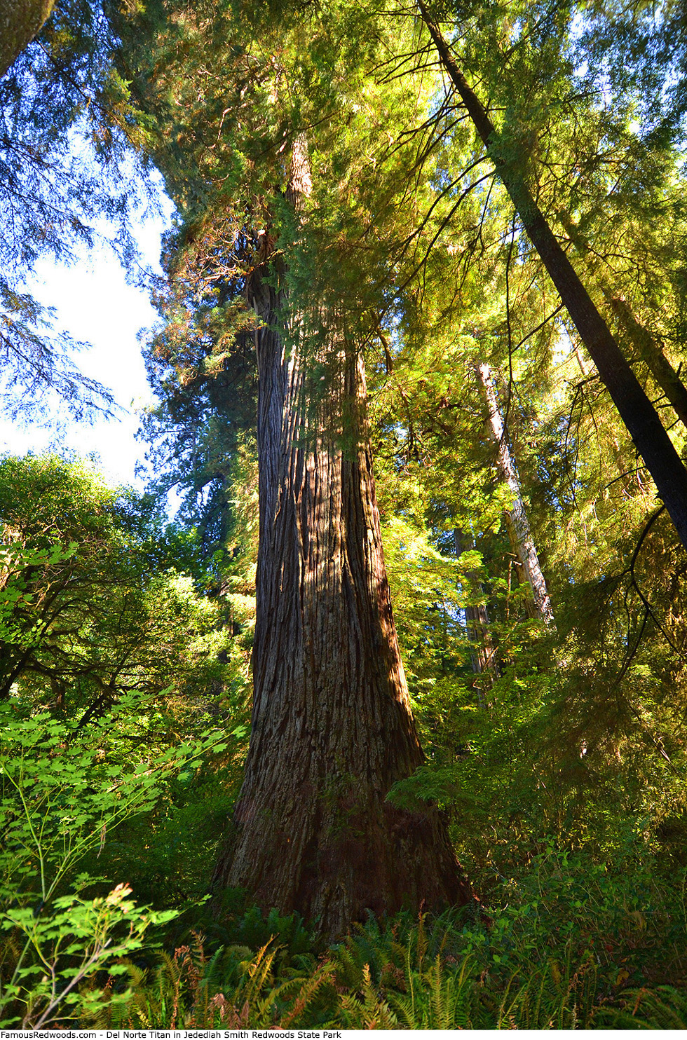 Jedediah Smith Redwoods State Park - Del Norte Titan Tree