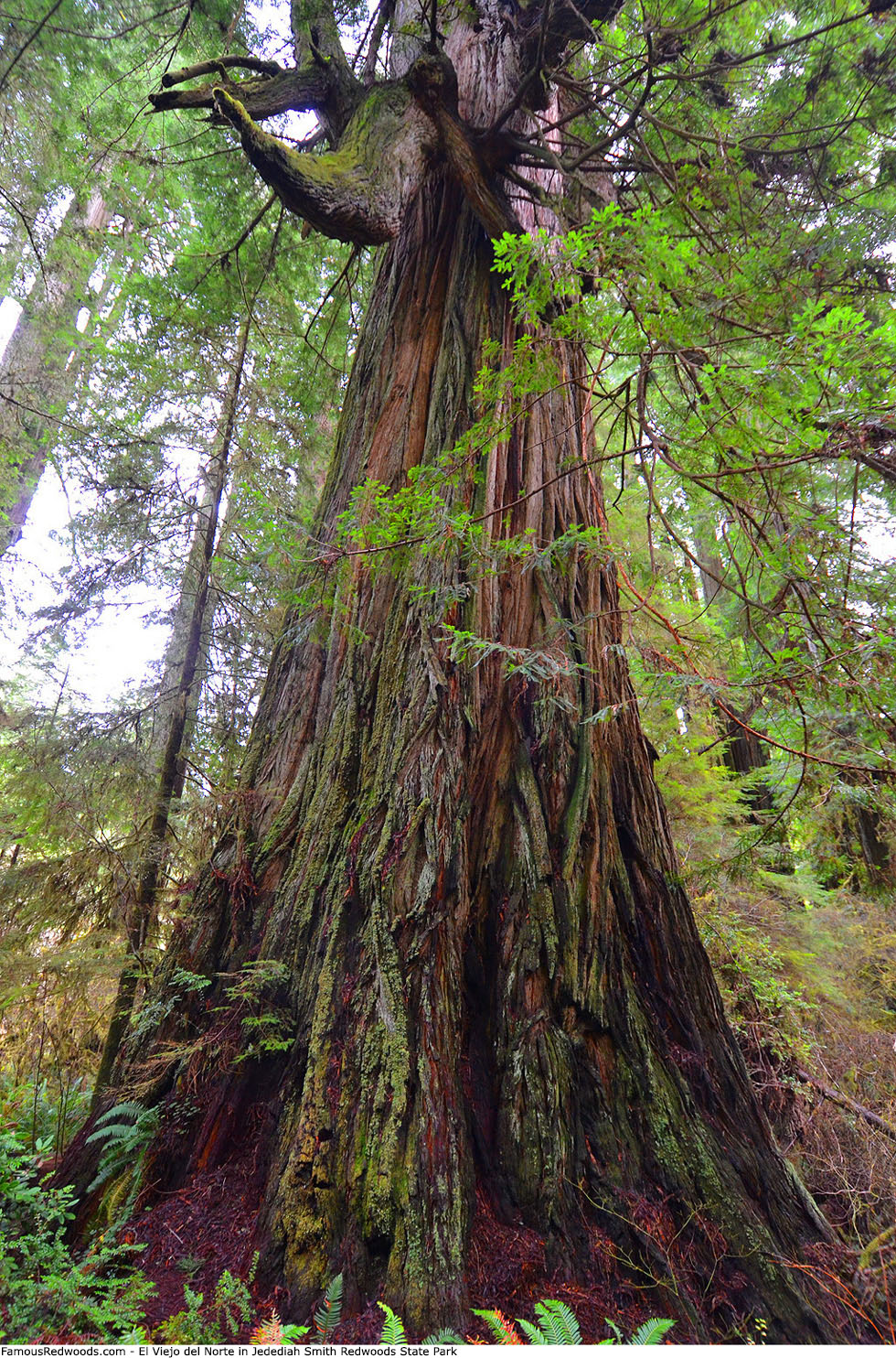 Jedediah Smith Redwoods State Park - El Viejo del Norte Tree