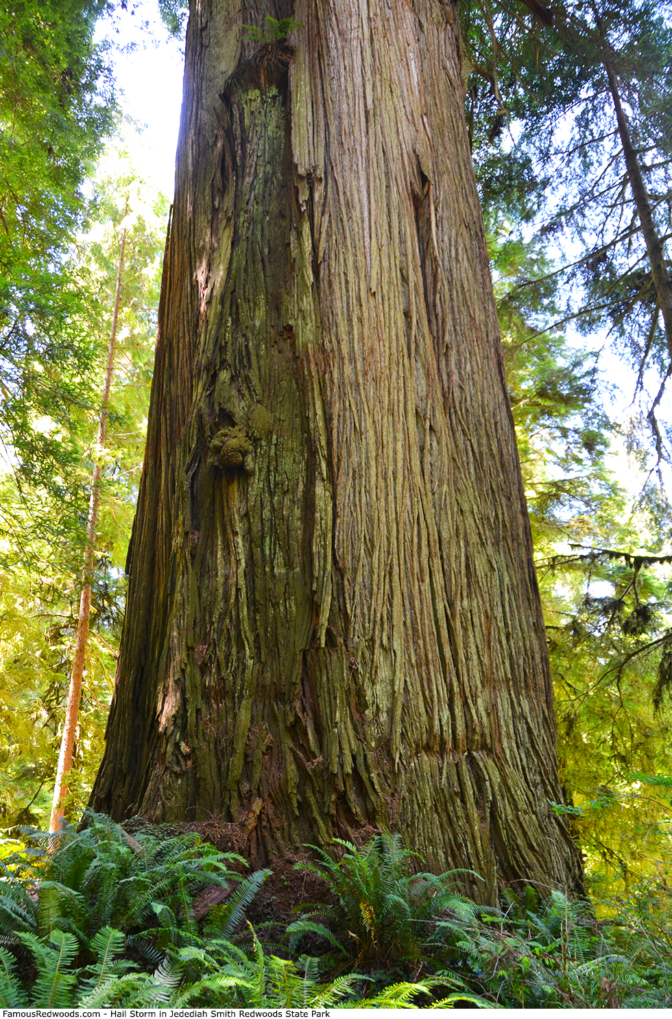 Jedediah Smith Redwoods State Park - Hail Storm Tree