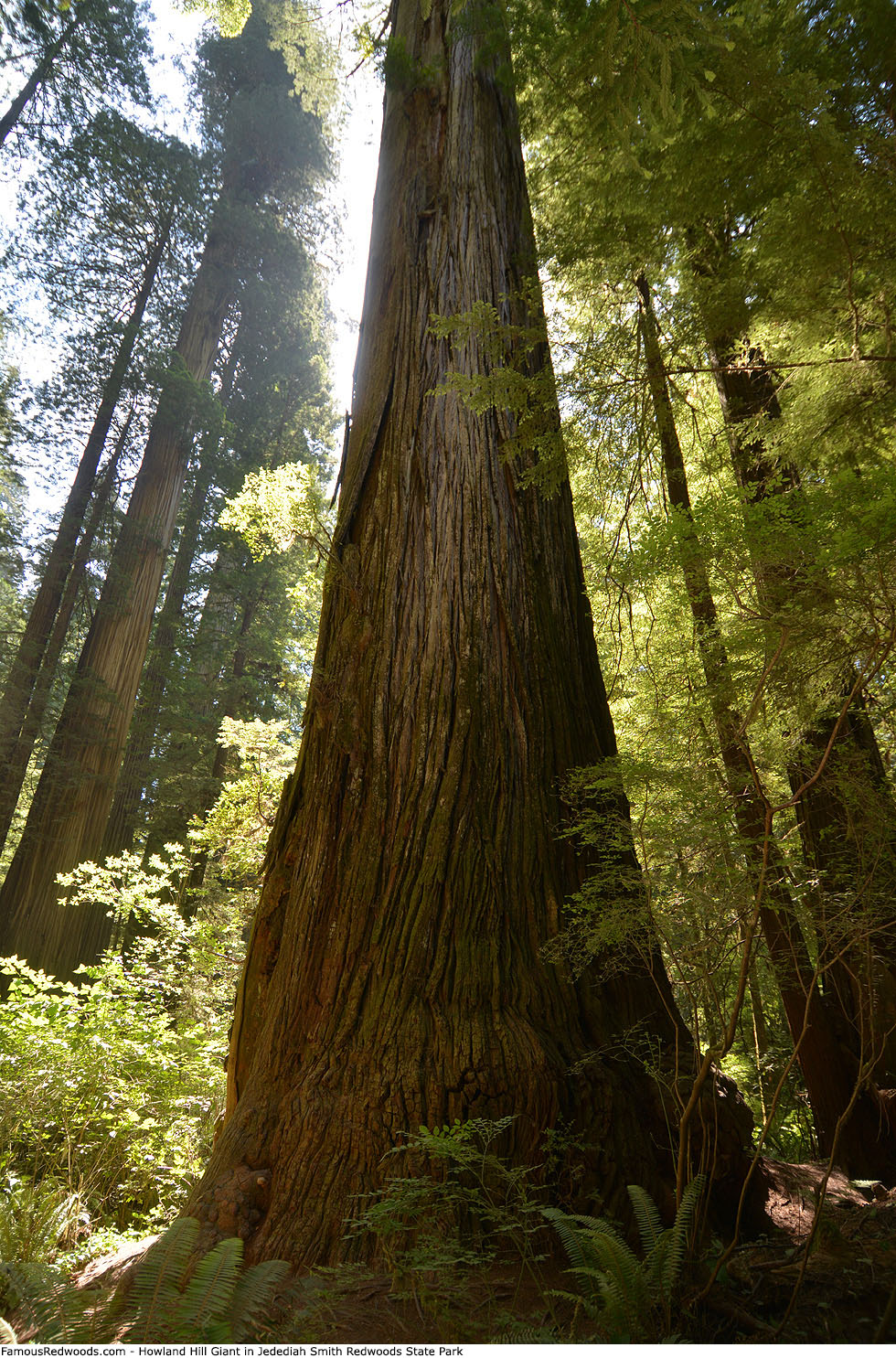 Jedediah Smith Redwoods State Park - Howland Hill Giant Tree