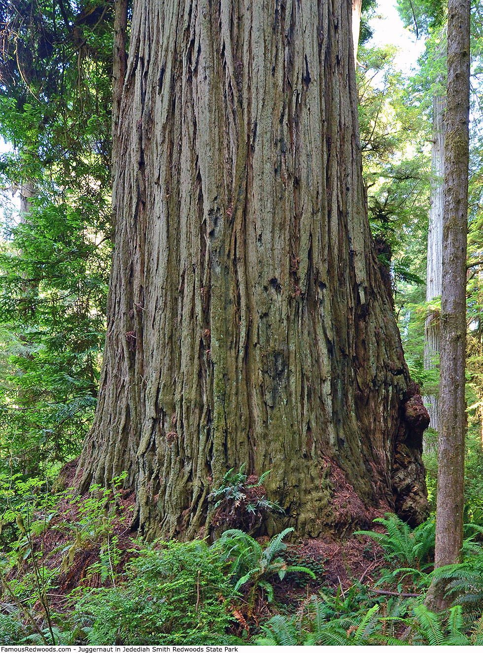 Jedediah Smith Redwoods State Park - Juggernaut Tree/Grogan's Fault Tree/Spartan Tree